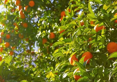 „Promotion de la biodiversité“ dans les parcs d’activités
