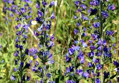 Notre Service jardinage se présente