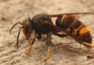 Prise en charge – Enlèvement d’un nid de frelon asiatique