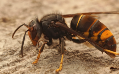 Prise en charge – Enlèvement d’un nid de frelon asiatique