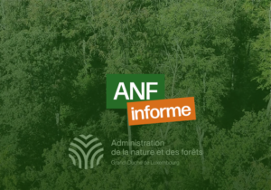 L'ANF informe : Prudence en forêt